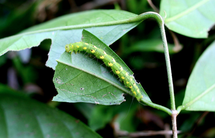 Figura 10. <i>Tetrapterys tinifolia</i> (Malpighiaceae) planta hospedera de <i>Concana permixta</i> (Noctuidae). Voucher: 06-SRNP-4325-DHJ415648.jpg.