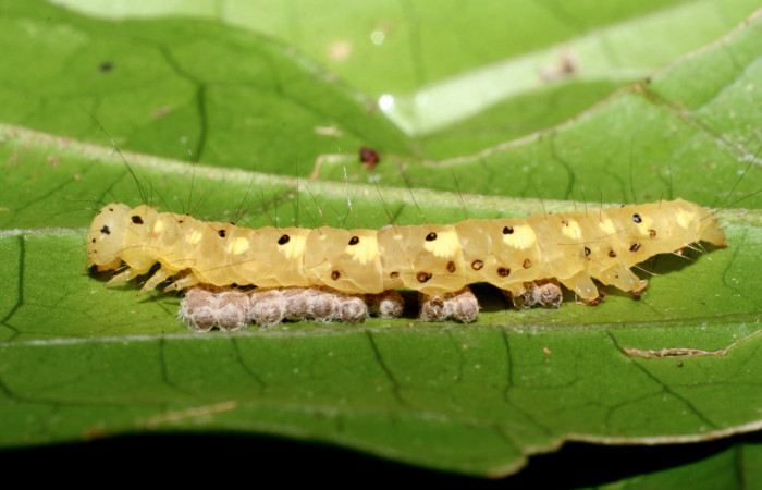 Figura 8. Larva <i>Concana permixta</i> (Noctuidae), parasitada por <i>Glyptapanteles chrisdarlingi</i> (Braconidae), capullos debajo de larva. Parte lateral. Voucher: 09-SRNP-56735-DHJ460468.jpg.