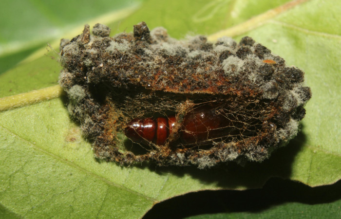 Figura 4. Pupa de <i>Concana permixta</i> (Noctuidae). Voucher: 19-SRNP-71504-DHJ752265.jpg.