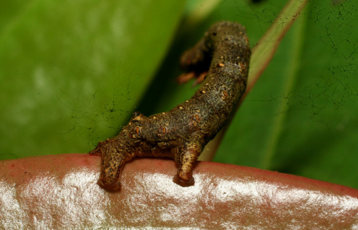 Figura 10. Parte posterior <i>Oxydia</i> bilineaDHJ02 (Geometridae). Sector Pitilla, Sendero Laguna, (elevación 680 metros). Colectada 20 mayo 2011. (11-SRNP-31454-DHJ494262.jpg).