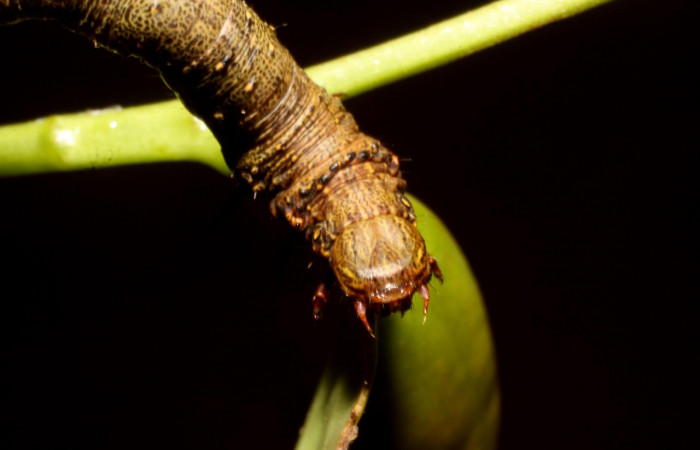 Figura 11. Cabeza <i>Oxydia</i> bilineaDHJ02 (Geometridae). Sector Pitilla, Sendero Laguna, (elevación 680 metros). Colectada 20 mayo 2011. (11-SRNP-31454-DHJ482471.jpg).