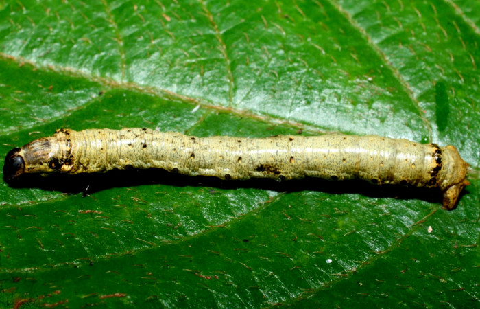 Figura 12. Dorsal entero <i>Oxydia</i> bilineaDHJ02 (Geometridae). Sector Cacao, Sendero Nayo, (elevación 1090 metros). Colectada 28 mayo 2009. (09-SRNP-35992-DHJ456485.jpg).