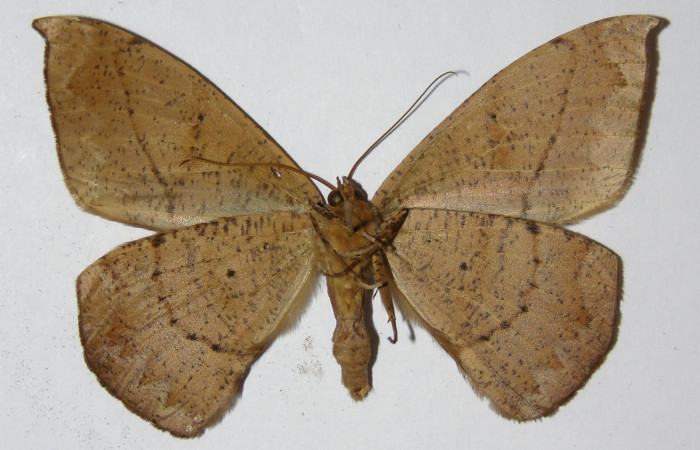 Figura 16. Adulto de <i>Oxydia</i> bilineaDHJ02 (Geometridae), macho, posición ventral. (00-SRNP-11402-DHJ324893.jpg).