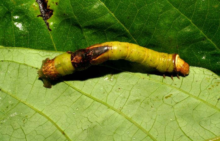Figura 18. Dorsal entero <i>Oxydia</i> Janzen09 (Geometridae). Sector Pitilla, Sendero Laguna, (elevación 680 metros). Colectada 26 junio 2006. (06-SRNP-5168-DHJ410936.jpg).
