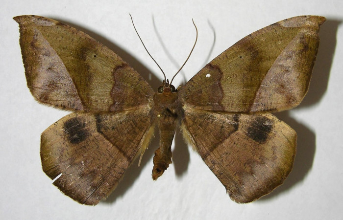 Figura 19. Adulto de <i>Oxydia</i> bilineaDHJ02 (Geometridae), posición dorsal. (06-SRNP-45828-DHJ356526.jpg).