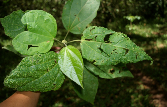 Figura 21. Planta hospedera de larva <i>Oxydia</i> bilineaDHJ02 (Geometridae), <i>Hampea appendiculata</i>, (Malvaceae), posición hojas. Foto, Jorge Hernández, 19 Agosto 2008.