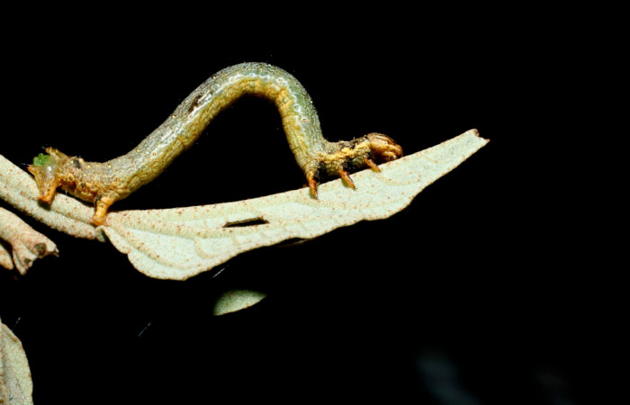 Figura 2. Lateral central <i>Oxydia</i> bilineaDHJ02 (Geometridae). Sector Cacao, Sendero Nayo, (elevación 1090 metros).Colectada 28 mayo 2009.(09-SRNP-35992-DHJ456486.jpg).