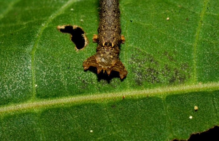 Figura 6. Parte posterior <i>Oxydia</i> bilineaDHJ02 (Geometridae). Sector Pitilla, Sendero laguna, (elevación 680 metros). Colectada 20 mayo 2011. (11-SRNP-31454-DHJ494258.jpg).