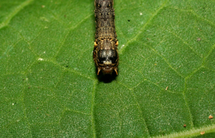 Figura 7. Cabeza <i>Oxydia</i> bilineaDHJ02 (Geometridae). Sector Pitilla, Sendero laguna, (elevación 680 metros). Colectada 20 mayo 2011. (11-SRNP-31454-DHJ494259.jpg).