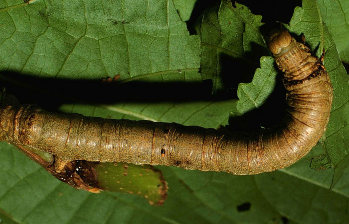 Figura 8. Posición dorsal entero <i>Oxydia</i> bilineaDHJ02 (Geometridae). Sector San Cristobal, Sendero Corredor, (elevación 620 metros). Colectada 8 junio 2000. (00-SRNP-11402-DHJ54369.jpg).