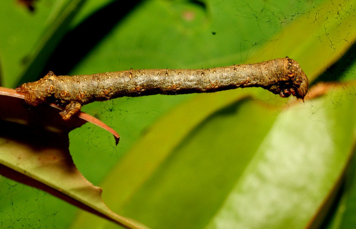 Figura 9. Posición lateral entero <i>Oxydia</i> bilineaDHJ02 (Geometridae). Sector Pitilla, Sendero Laguna, (elevación 680 metros). Colectada 20 mayo 2011. (11-SRNP-31454-DHJ494260.jpg).
