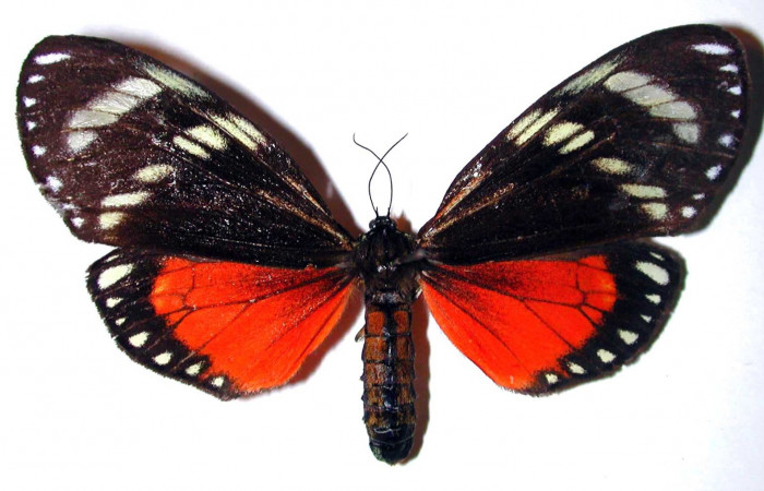 Figura 13. Adulto <i>Dysschema perplexa</i> (Erebidae), hembra vista dorsal. (00-SRNP-21040-DHJ38444).