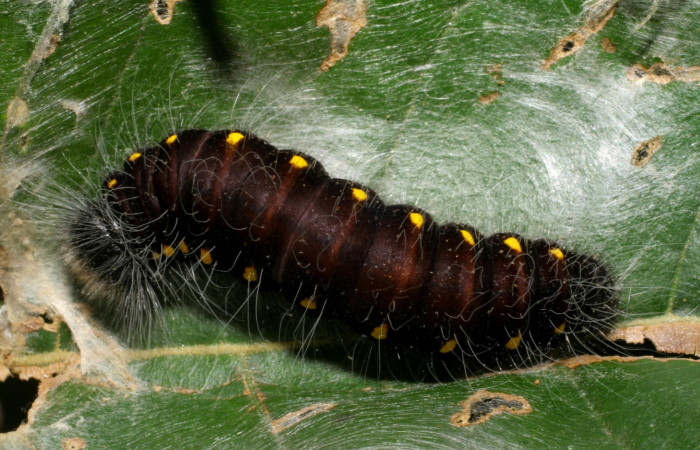 Figura. 14 Larva <i>Elbella</i> patrobasDHJ01 (Hesperiidae), posición dorsal alimentándose en <i>Piptocarpha poeppigiana</i>, (Asteraceae). (07-SRNP-4287-DHJ429964.jpg).
