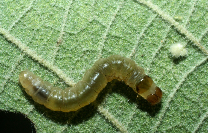 Figura. 18 Larva <i>Anacrusis nephrodes</i> (Tortricidae), posición dorsal alimentándose en <i>Piptocarpha poeppigiana</i>, (Asteraceae). (09-SRNP-1781-DHJ453857.JPG).