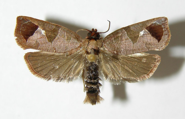 Figura 19. Adulto <i>Anacrusis nephrodes</i> (Tortricidae), macho vista dorsal. (02-SRNP-6861-DHJ340466.).