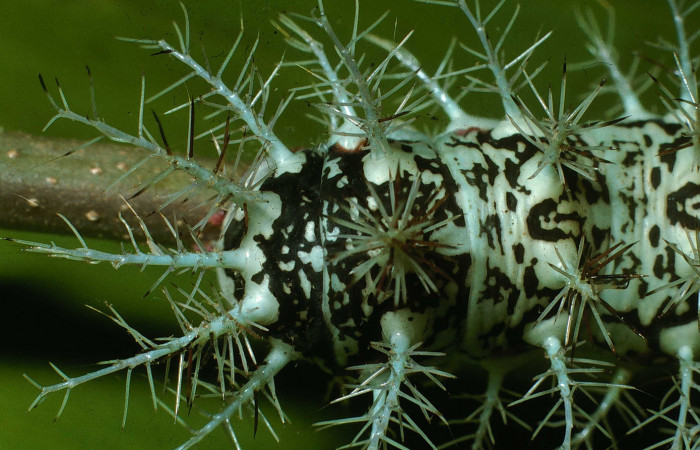 Figura 5. <i>Dirphia avirosensis</i> (Saturniidae), larva en último estadio, posición cola, Entrada Santa Elena. Voucher 03-SRNP-30692-DHJ80840.jpg.