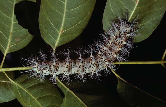 Figura 3. <i>Dirphia avirosensis</i> (Saturniidae), larva en último estadio, posición dorsal. Sector Santa Rosa, Area Administrativa. Voucher 80-SRNP-235-DHJ1453.jpg.