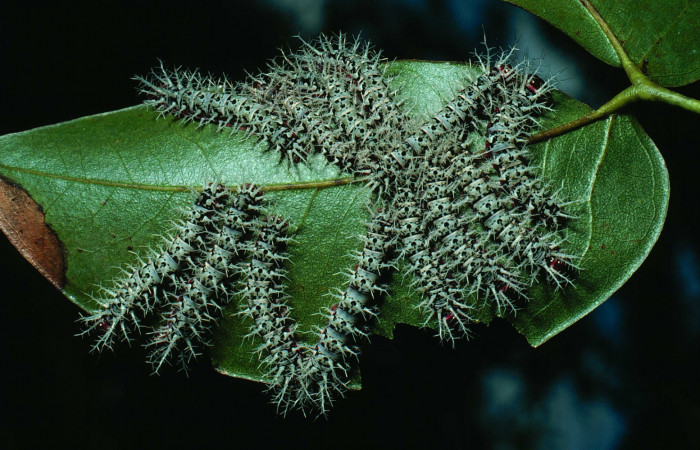 Figura 9. <i>Dirphia avirosensis</i> (Saturniidae), larvas en último estadio, Sector Santa Rosa, Bosque Húmedo. Voucher 82-SRNP-276-DHJ4004.jpg.