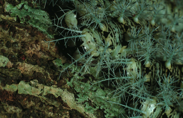 Figura 8. <i>Dirphia avirosensis</i> (Saturniidae), larvas en último estadio, Sector Santa Rosa, Bosque Humedo. Voucher 82-SRNP-360-DHJ4130.jpg.