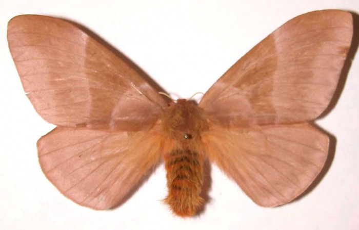 Figura 1. Adulto hembra de <i>Dirphia avirosensis</i> (Saturniidae), vista dorsal. Voucher 83-SRNP-121-DHJ37170.jpg.

