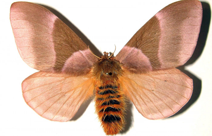 Figura 10. Adulto hembra de <i>Dirphia avirosensis</i> (Saturniidae), posición dorsal. Voucher 89-SRNP-576.1-DHJ91746.jpg.