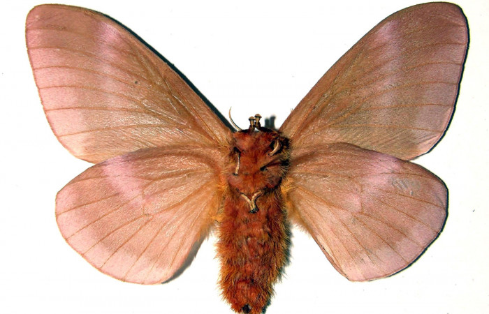 Figura 11. Adulto hembra de <i>Dirphia avirosensis</i> (Saturniidae), posición ventral. Voucher 89-SRNP-576.1-DHJ91747.jpg.