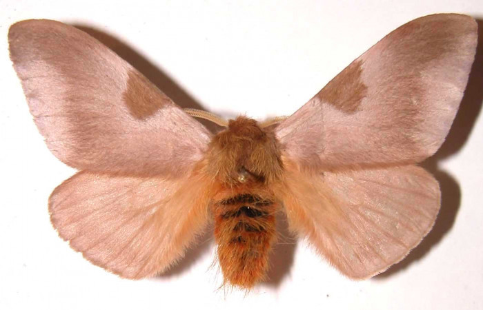 Figura 12. Adulto macho de <i>Dirphia avirosensis</i> (Saturniidae), posición dorsal. Voucher 93-SRNP-3318.8-DHJ36484.jpg.