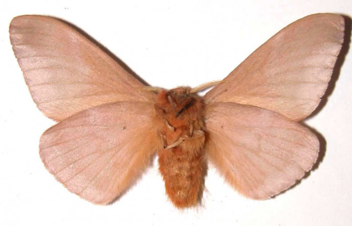 Figura 13. Adulto macho de <i>Dirphia avirosensis</i> (Saturniidae), posición ventral. Voucher 93-SRNP-3318.8-DHJ36485.jpg.