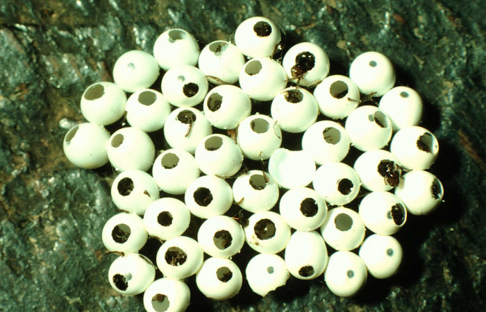 Figura 2. Huevos vacíos de <i>Dirphia avirosensis</i> (Saturniidae). Voucher 97-SRNP-2361-DHJ41789.jpg.