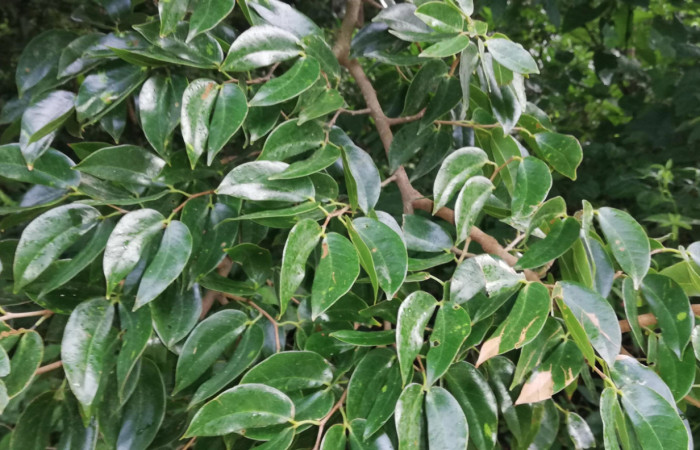 Figura 14. Planta hospedera de <i>Dirphia avirosensis</i> (Saturniidae) <i>Hymenaea courbaril</i> (Fabaceae). Quebrada Grande, Conzuelo. Foto. Gloria sihezar.  20 julio 2020. 
