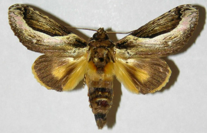 Fig 1. Macho de <i>Rhuda difficilis</i>. Vista dorsal. Voucher: 00-SRNP-20595-DHJ310346.jpg 53mm de longitud.