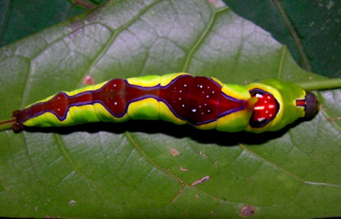 Fig.11. Larva de <i>Rhuda difficilis</i>. Vista dorsal. Voucher: 05-SRNP-32496-DHJ404708.jpg, 50mm de longitud.
