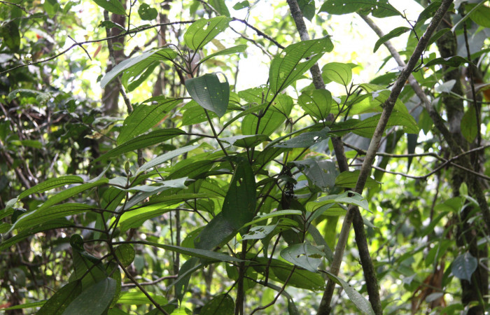 Fig.17. Planta hospedera de <i>Rhuda difficilis</i> <i>Conostegia micrantha</i> (Melastomataceae).