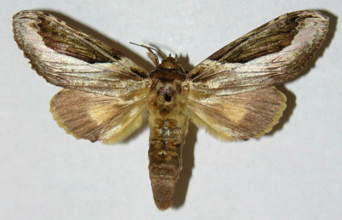 Fig 2. Hembra de <i>Rhuda difficilis</i>. Vista dorsal. Voucher: 01-SRNP-23217-DHJ310352.jpg, 66mm de longitud.