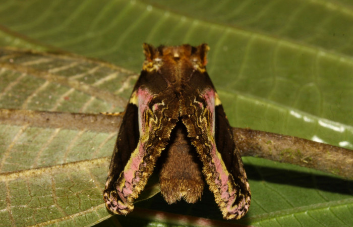 Fig 3. Adulto de <i>Rhuda difficilis</i>. Vista dorsal. Voucher: 14-SRNP-31016-DHJ721181.jpg, 40mm de longitud.