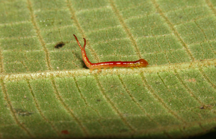 Fig.5. Larva de <i>Rhuda difficilis</i>. Vista lateral. Voucher: 14-SRNP-31016-DHJ721140.jpg, 11mm de longitud.
