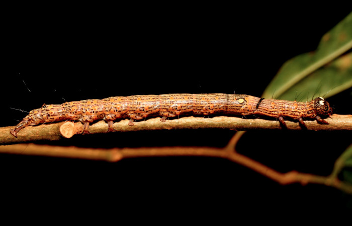 Figura 1. Larva <i>Euclystis sublignaris</i> (Erebidae), cuarto estadio posición lateral, mide 30 mm aproximadamente. Planta hospedera <i>Goethalsia meiantha</i> (Malvaceae). Voucher: 09-SRNP-44848-DHJ459829.jpg.