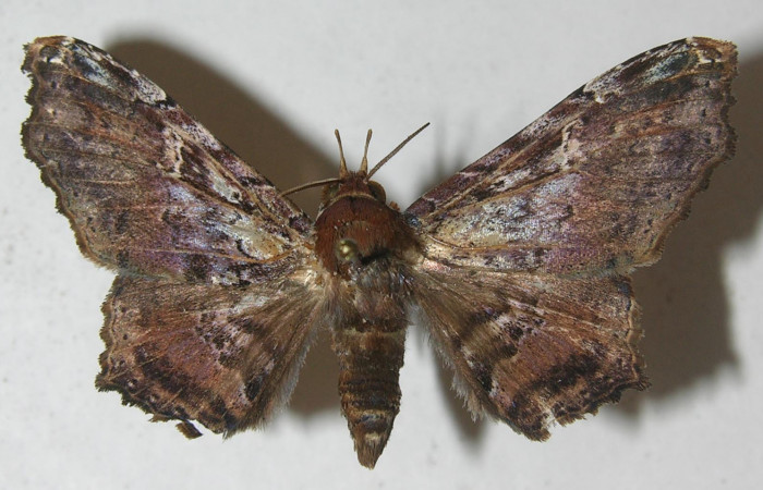 Figura 10. Adulto <i>Euclystis sublignaris</i> (Erebidae), posición dorsal, mide 40 mm aproximadamente. Voucher: 11-SRNP-65982-DHJ554382.