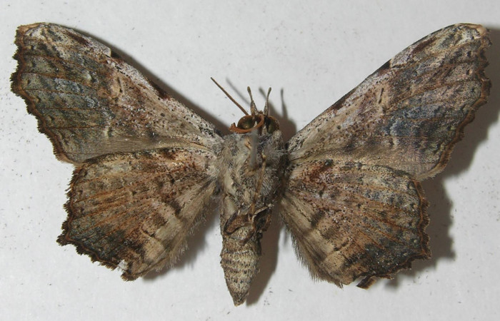 Figura 11. Adulto <i>Euclystis sublignaris</i> (Erebidae), posición ventral, mide 40 mm aproximadamente. Voucher: 11-SRNP-65982-DHJ554383.
