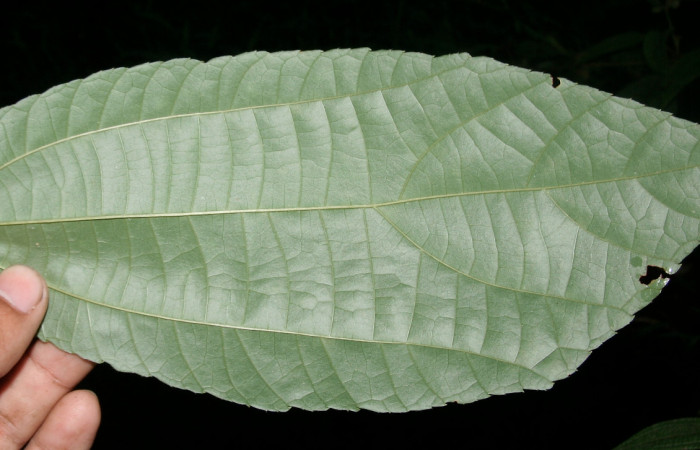 Figura 12. Planta hospedera <i>Goethalsia meiantha</i> (Malvaceae). Posición envés, mide 20 centímetros aproximadamente. Voucher: BioBot05748-BB024269.JPG.
