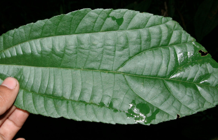 Figura 13. Planta hospedera <i>Goethalsia meiantha</i> (Malvaceae). Posición haz, mide 20 centímetros aproximadamente. Voucher:BioBot05748-BB024270.JPG.