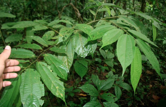 Figura 14. Planta hospedera <i>Goethalsia meiantha</i> (Malvaceae). Posición hojas alternas, árbol juvenil, mide 20 centímetros aproximadamente. Voucher:BioBot05745-BB024247.JPG.