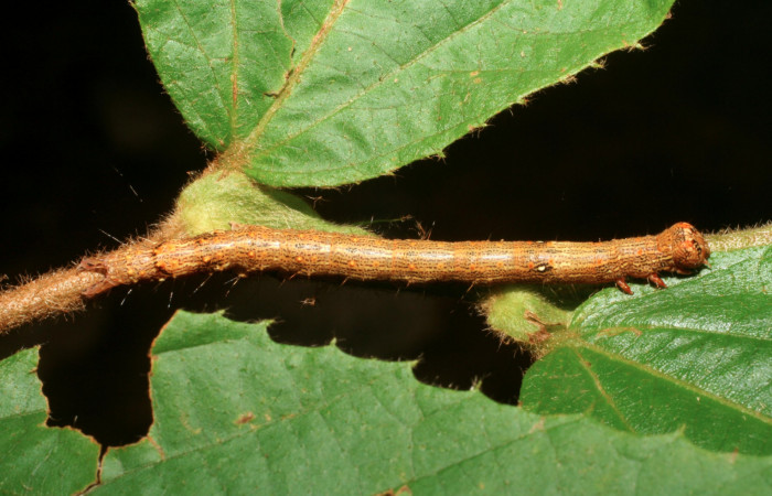 Figura 15. Larva <i>Euclystis guerini</i> (Erebidae), último estadío, posición lateral dorsal, mide 46 mm aproximadamente. Planta hospedera <i>Luehea speciosa</i> (Malvaceae). Voucher: 06-SRNP-57652-DHJ417824.jpg.