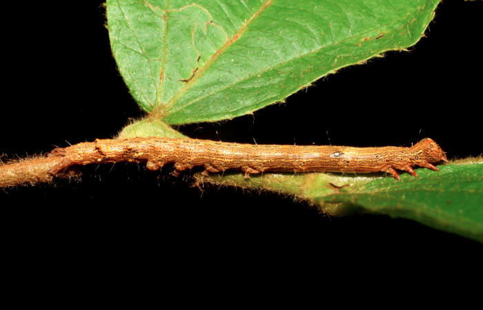 Figura 16. Larva <i>Euclystis guerini</i> (Erebidae), cuarto estadío, posición lateral, mide 46 mm aproximadamente. Planta hospedera <i>Luehea speciosa</i> (Malvaceae) Voucher: 06-SRNP-57652-DHJ417825.jpg.