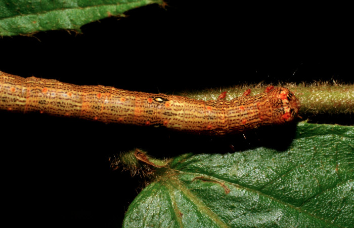 Figura 17. Larva <i>Euclystis guerini</i> (Erebidae), cuarto estadío, posición dorso cabeza, mide 46 mm aproximadamente. Planta hospedera Luehea speciosa (Malvaceae) Voucher: 06-SRNP-57652-DHJ417828.jpg.