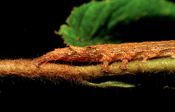 Figura 18. Larva <i>Euclystis guerini</i> (Erebidae), cuarto estadío, posición extremidades traceras, mide 46 mm aproximadamente. Planta hospedera <i>Luehea speciosa</i> (Malvaceae) Voucher: 06-SRNP-57652-DHJ417831.jpg.