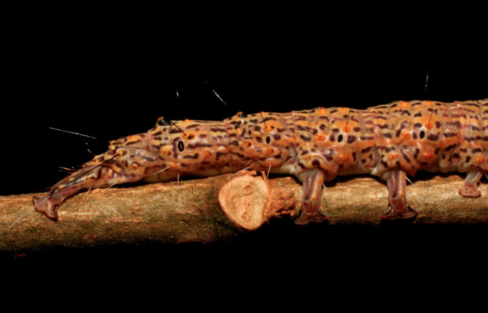 Figura 19. Larva <i>Euclystis guerini</i> (Erebidae), cuarto estadío, posición frontal cabeza, mide 46 mm aproximadamente. Planta hospedera <i>Luehea speciosa </i>(Malvaceae) Voucher:06-SRNP-57652-DHJ417834.jpg.