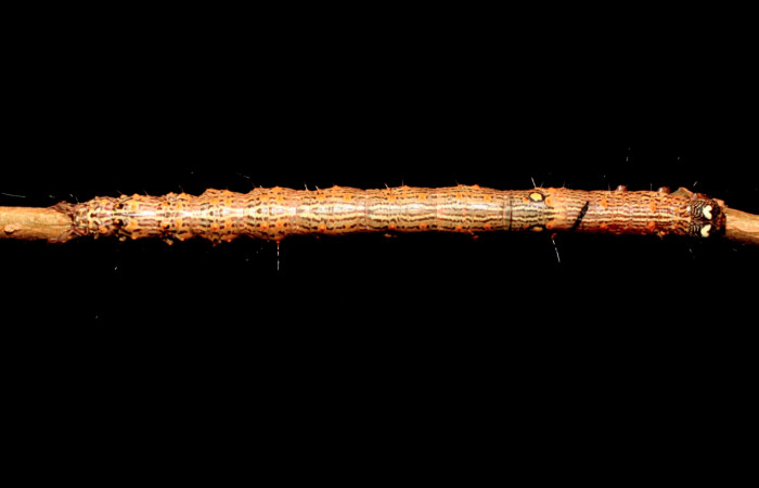 Figura 2. Larva <i>Euclystis sublignaris</i> (Erebidae), cuarto estadio posición dorsal, mide 30 mm aproximadamente. Planta hospedera <i>Goethalsia meiantha</i> (Malvaceae). Voucher: 09-SRNP-44848-DHJ459831.jpg.