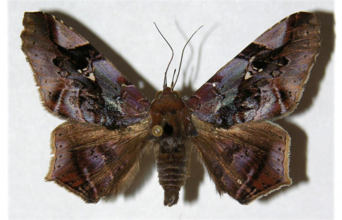 Figura 20. Adulto <i>Euclystis guerini</i> (Erebidae), posición dorsal, mide 41 mm aproximadamente. Voucher: 01- SRNP-13096-DHJ312578.