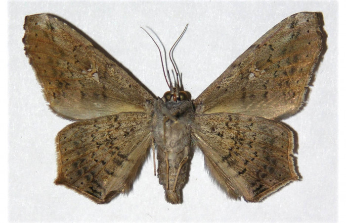 Figura 21. Adulto <i>Euclystis guerini</i> (Erebidae), posición ventral, mide 41 mm aproximadamente. Voucher: 01-SRNP-13096- DHJ312579.